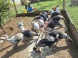 Turkey Birds for Rearing and Meat - 1