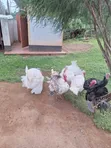 Turkey Birds for Rearing and Meat - 2