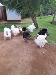 Turkey Birds for Rearing and Meat - 3