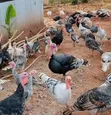 Turkey Birds for Rearing and Meat - 4