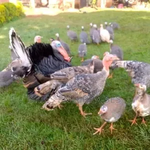 Mature Guinea Fowls for Meat and Rearing