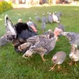 Mature Guinea Fowls for Meat and Rearing - 1