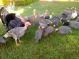 Mature Guinea Fowls for Meat and Rearing - 2