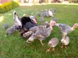 Mature Guinea Fowls for Meat and Rearing - 3
