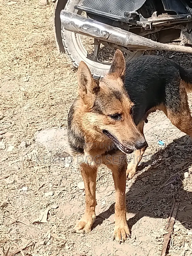 Purebred German Shepherd Female - 1.2 Years Old - 1