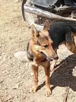 Purebred German Shepherd Female - 1.2 Years Old - 1