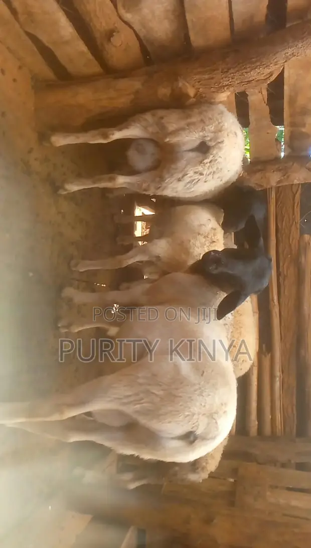 Dorper Rams for Sale - 1