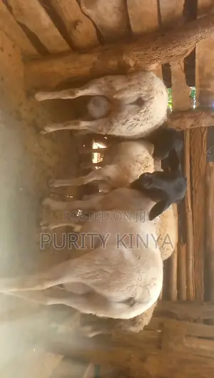 Dorper Rams for Sale