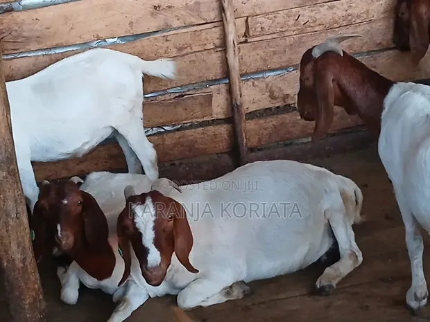 Mbuzi wa Boer Wanauzwa - 1