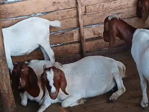 Mbuzi wa Boer Wanauzwa