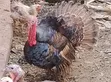 Mature Turkeys for Sale - 1