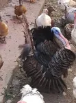 Mature Turkeys for Sale - 2