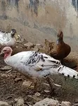 Mature Turkeys for Sale - 3
