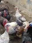 Mature Turkeys for Sale - 4