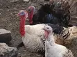 Mature Turkeys for Sale - 5
