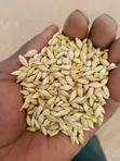 Alpha Foods Grade One Barley - 1