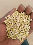 Alpha Foods Grade One Barley - 2