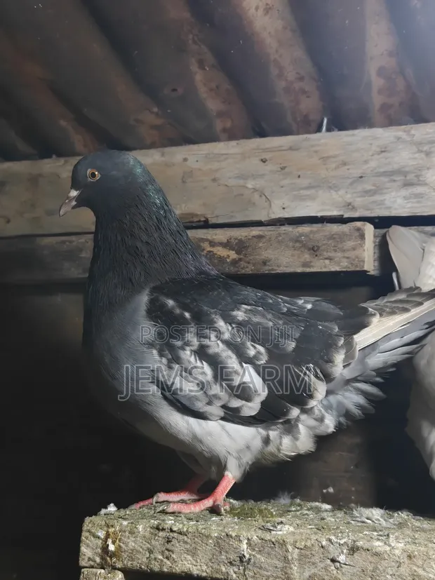 Mature French Mondain Pigeons Breeding Pair - 1