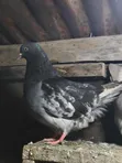 Mature French Mondain Pigeons Breeding Pair - 1