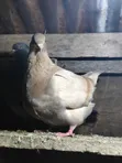 Mature French Mondain Pigeons Breeding Pair - 2