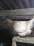 Mature French Mondain Pigeons Breeding Pair - 3