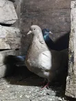 Mature French Mondain Pigeons Breeding Pair - 4