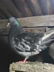 Mature French Mondain Pigeons Breeding Pair - 5