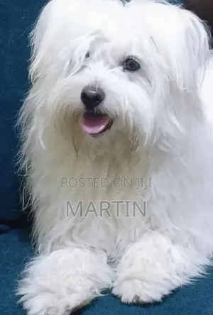 Purebred Female Maltese, 6-12 Months