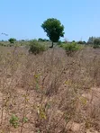 5 Acres Freehold Land for Sale in Kilifi Near Mavueni Centre - 3