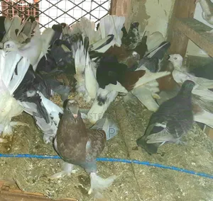 Local Pigeons for Sale