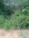 Eneo la Eka 200 Linauzwa Malindi Baricho - 1