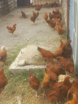 Improved Kienyeji Sasso F1 Chickens