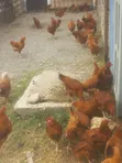 Improved Kienyeji Sasso F1 Chickens - 1