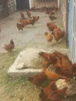 Improved Kienyeji Sasso F1 Chickens - 2