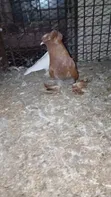 Matured Male Trumpeter Pigeon - 1