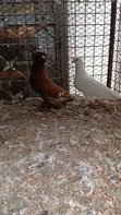 Matured Male Trumpeter Pigeon - 2