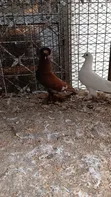 Matured Male Trumpeter Pigeon - 3