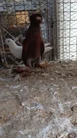 Matured Male Trumpeter Pigeon - 4