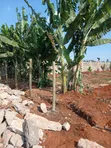 Thika, Maguguni: 1/4 Acre Plot, 2nd Row from Tarmac - 3