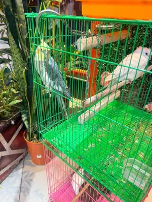 Cockatiels for Sale