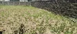Kitalu cha 1/4 Acre Naka Estate, Menengai - 2
