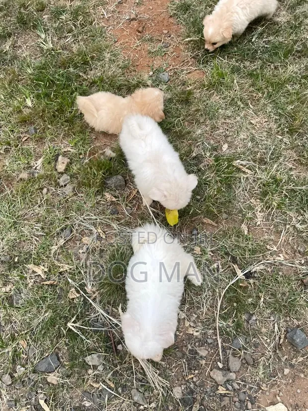 Purebred Maltese Puppy, 3-6 Months - 1