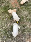 Purebred Maltese Puppy, 3-6 Months - 1