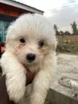 Purebred Maltese Puppy, 3-6 Months - 2