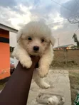 Purebred Maltese Puppy, 3-6 Months - 3