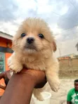 Purebred Maltese Puppy, 3-6 Months - 4