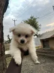 Purebred Maltese Puppy, 3-6 Months - 5
