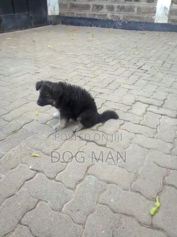 Purebred German Shepherd Female, 3-6 Months - 1