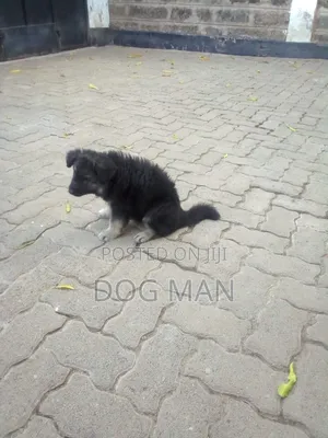 Purebred German Shepherd Female, 3-6 Months