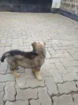 Purebred German Shepherd Female, 3-6 Months - 2